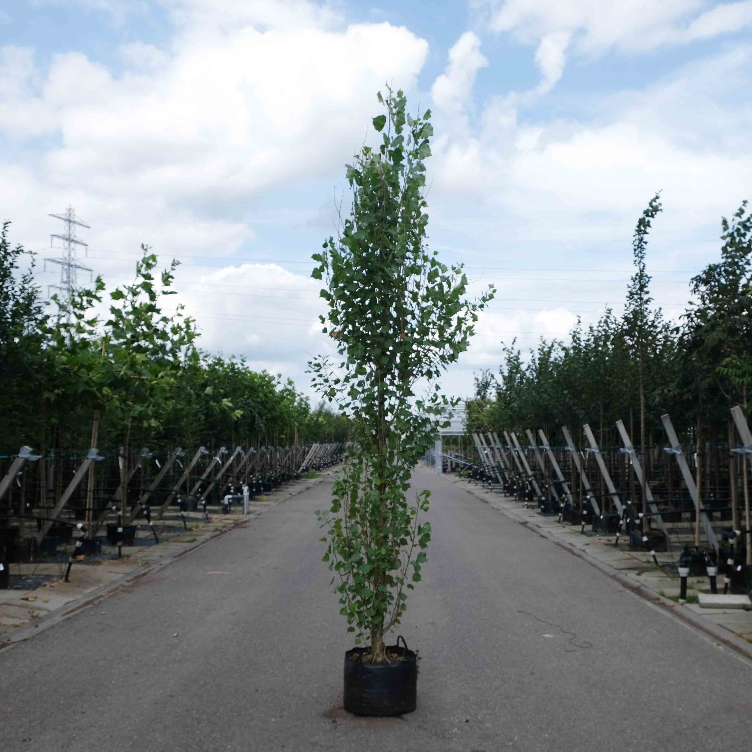 5 redenen om een Italiaanse populier als windscherm te planten