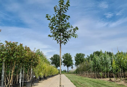 Prunus Serrulata Kanzan