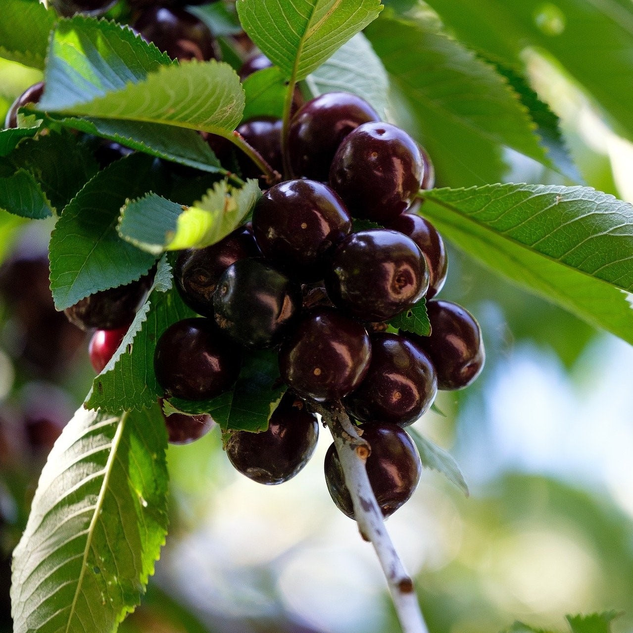 Kersenboom soorten - welke keuze maakt u?