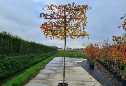 Welke Amberboom past bij mijn tuin