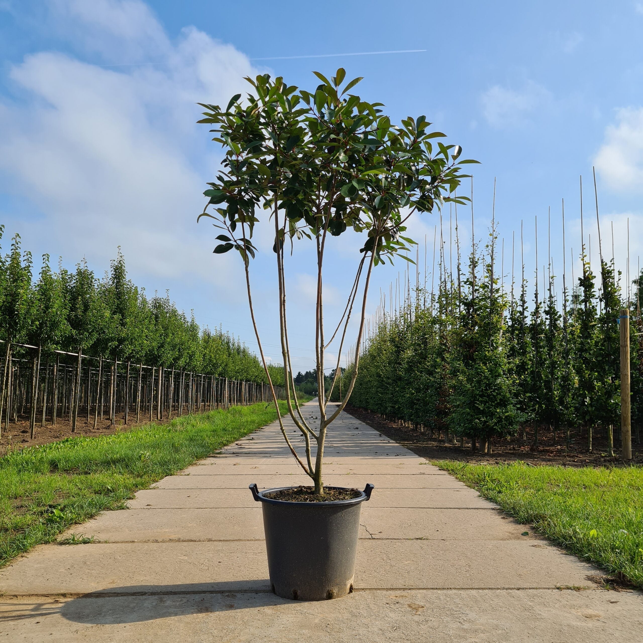 Meerstammige bomen snoeien en verzorgen