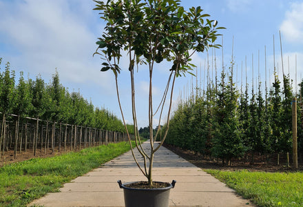 Meerstammige glansmispel Photinia