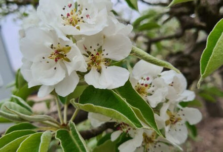 Pyrus Gieser Wildeman (stoofpeer) bloesem