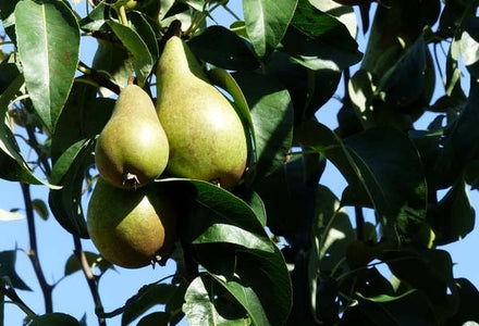 Perenboom kopen
