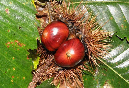 kastanjeboom snoeien