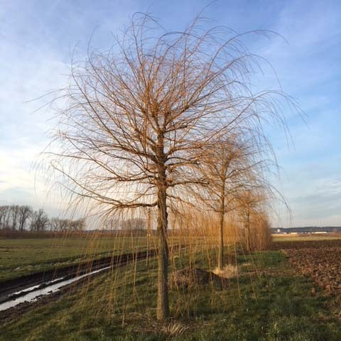 Treurbomen in uw tuin | Treurwilg, Treurbeuk & Sierpeer
