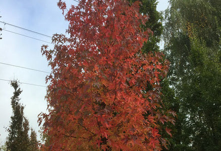 De spectaculaire herfstkleuren van de Amberboom