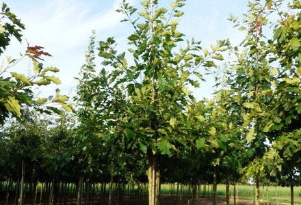 Uw eik een ''processierupsen eik''?