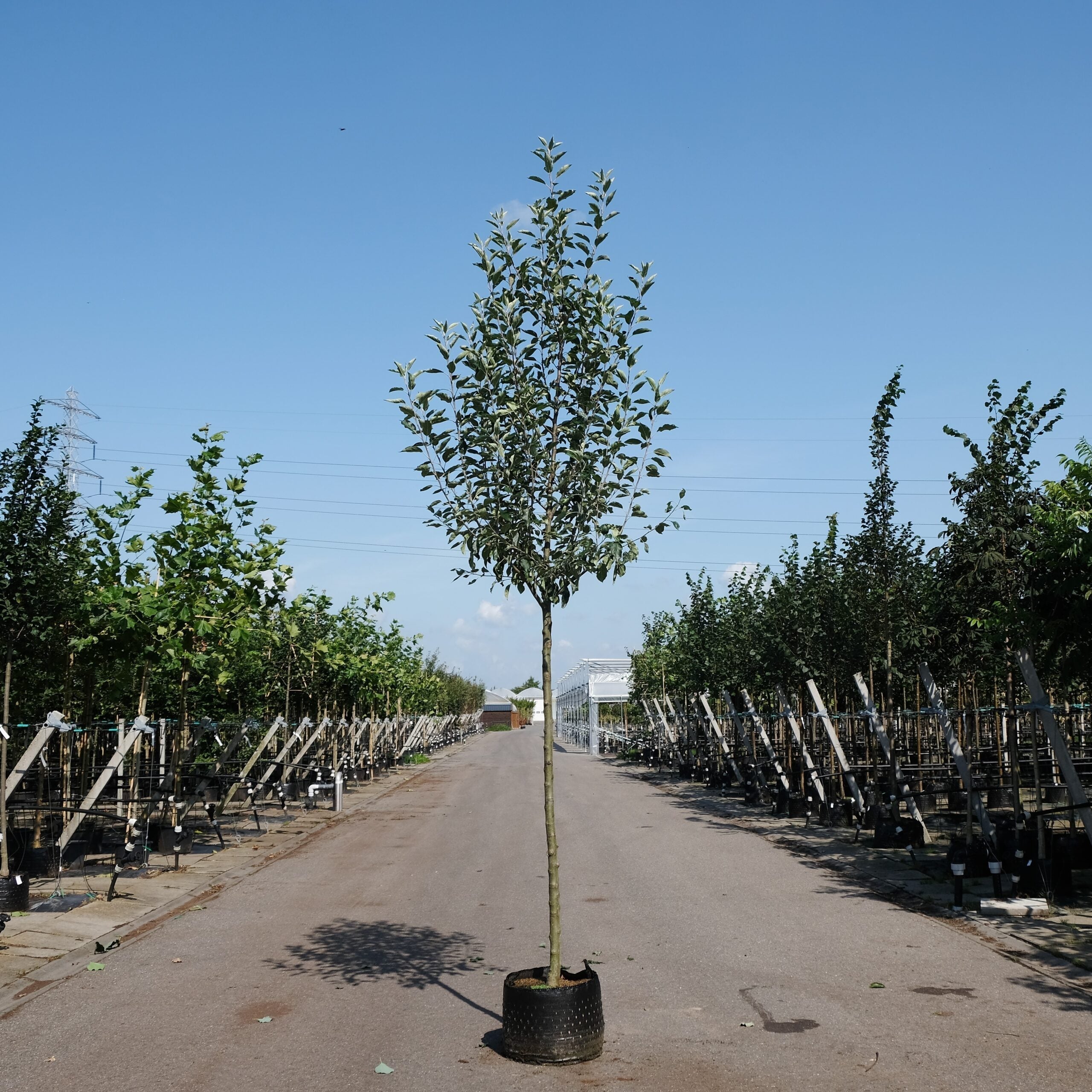 De hoogstam appelboom snoeien voor vrucht