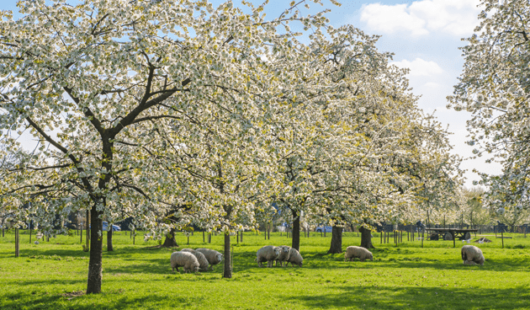 Welke fruitbomen bloeien het mooiste?