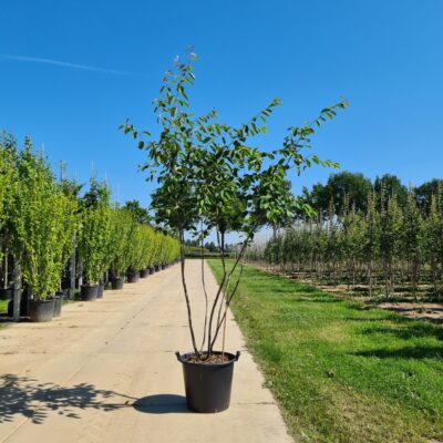 Krentenboom bloeitijd