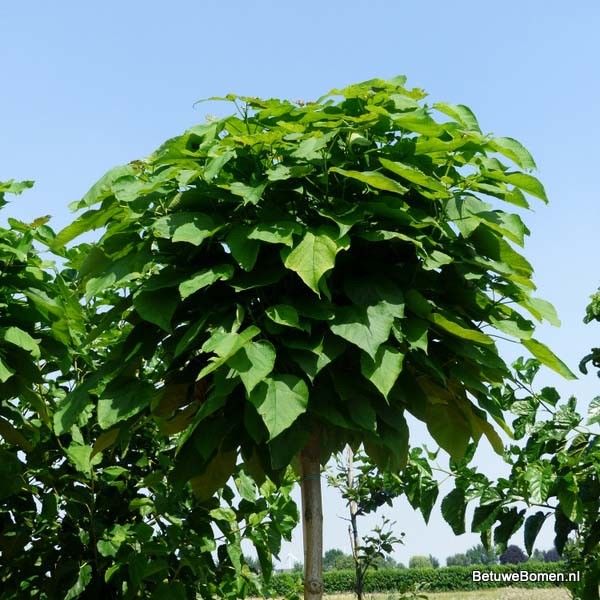 De Catalpa snoeien en planten