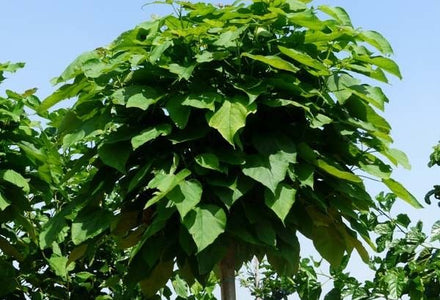 Catalpa snoeien