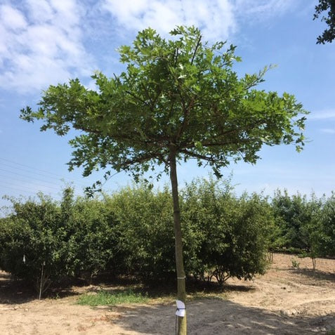 Dakbomen snoeien en verzorgen