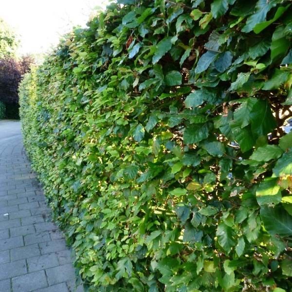 De beukenhaag snoeien