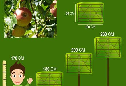 leifruitbomen snoeien