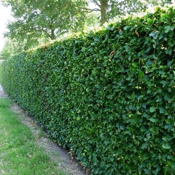 De beukenhaag aanplanten in uw tuin