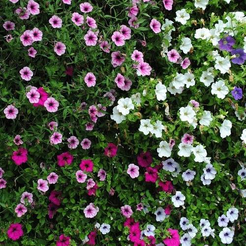 De plantenkeus een moeilijke keuze?