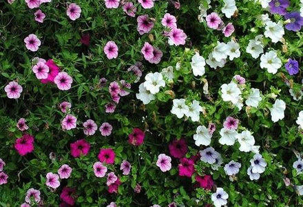 De plantenkeus een moeilijke keuze?