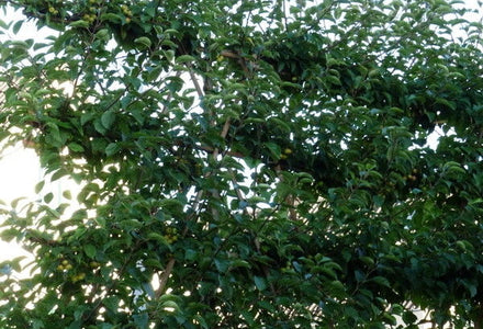 leiboom
