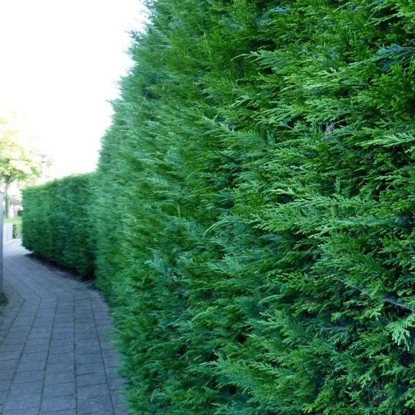 De coniferenhaag snoeien en onderhouden