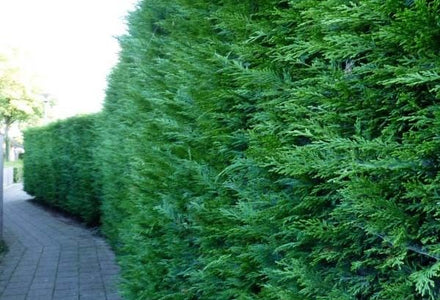 Conifeer Leylandii kopen