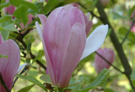 Magnolia snoeien