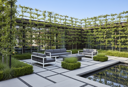 leibomen in moderne tuinen