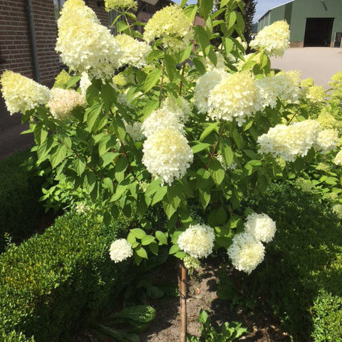 Sierbomen op stam voor de kleine tuin