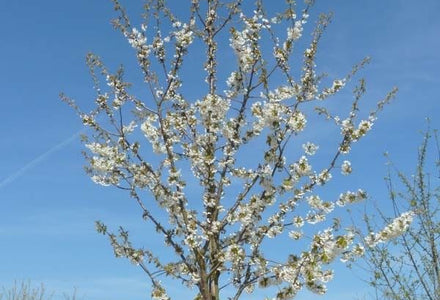Kersenboom Varikse Zwarte kopen