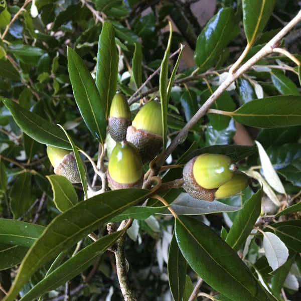 Uw steeneik perfect gesnoeid