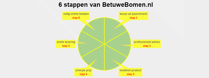 Hoe werkt het 6-stappenplan van BetuweBomen.nl?