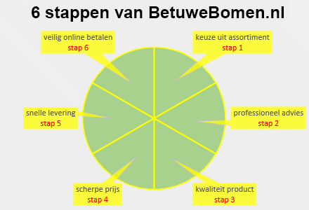 Hoe werkt het 6-stappenplan van BetuweBomen.nl?