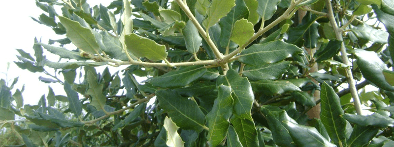 Een steeneik als bolvorm in uw tuin?
