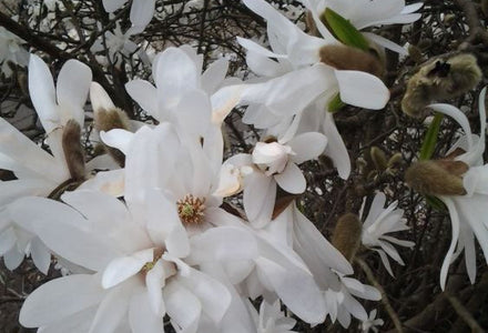 Welke magnolia soorten zijn er?