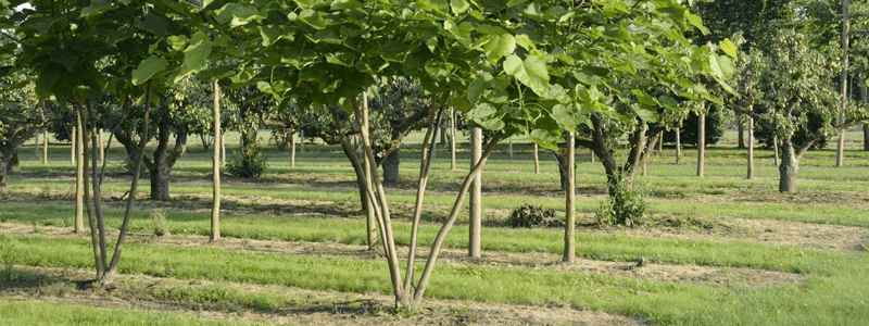 Multi-stam bomen, een trend?