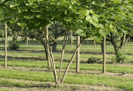 meerstammige bomen trend