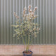 Meerstammige bloesemboom