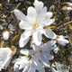 Bloesemboom