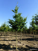 Beukenboom