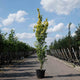Zuilboom kopen