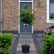 Kleine bomen op stam
