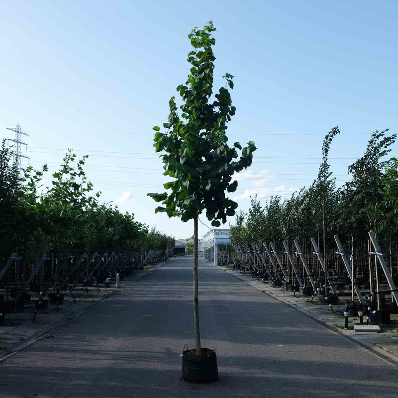 hazelnootboom