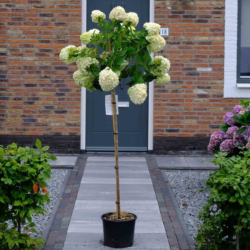 Sierbomen voor kleine tuin