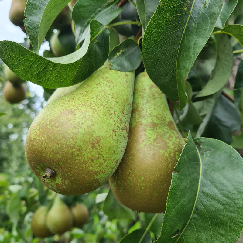 Fruitbomen