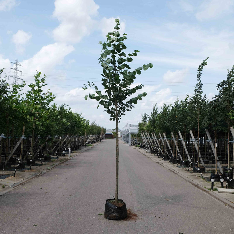 Lindeboom kopen