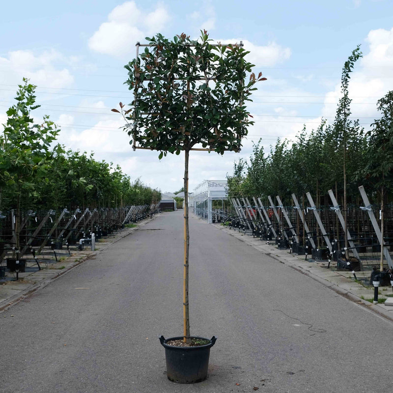 groenblijvende leiboom