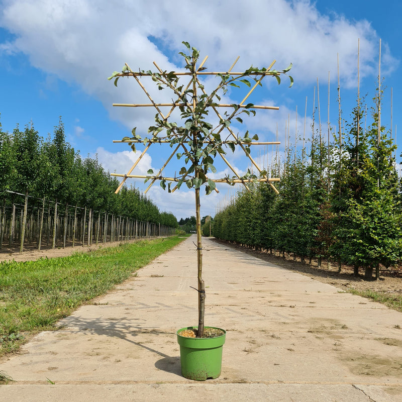 Perenboom leiboom