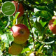 Lei appelbomen appels