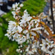 Meerstammige Amelanchier lamarckii bloesem
